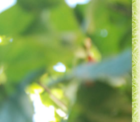 �u�Ȃ�ƂȂ��v�̐l�A�ڂ��o�܂��B