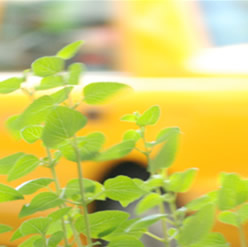 �����ȏꏊ�ŁAmy�A�C�e��