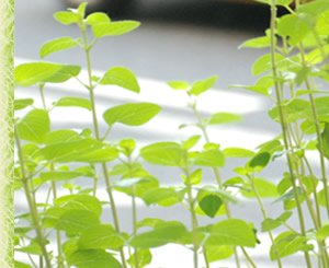 �����ȏꏊ�ŁAmy�A�C�e��